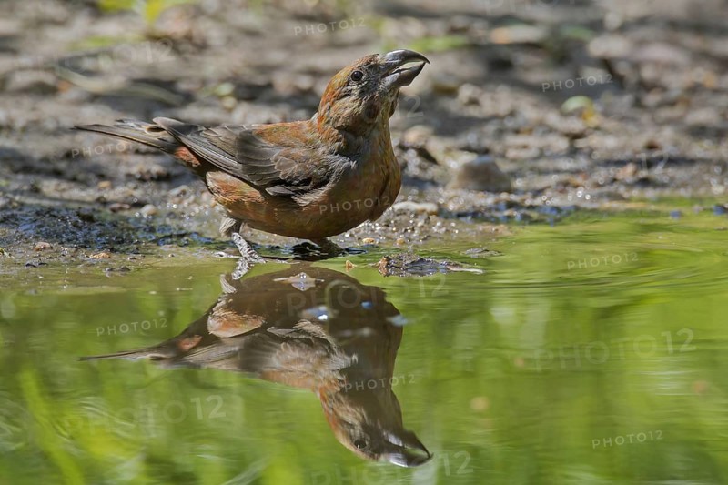 Red crossbill