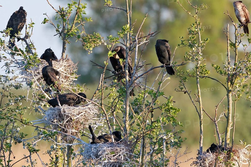 Great cormorant