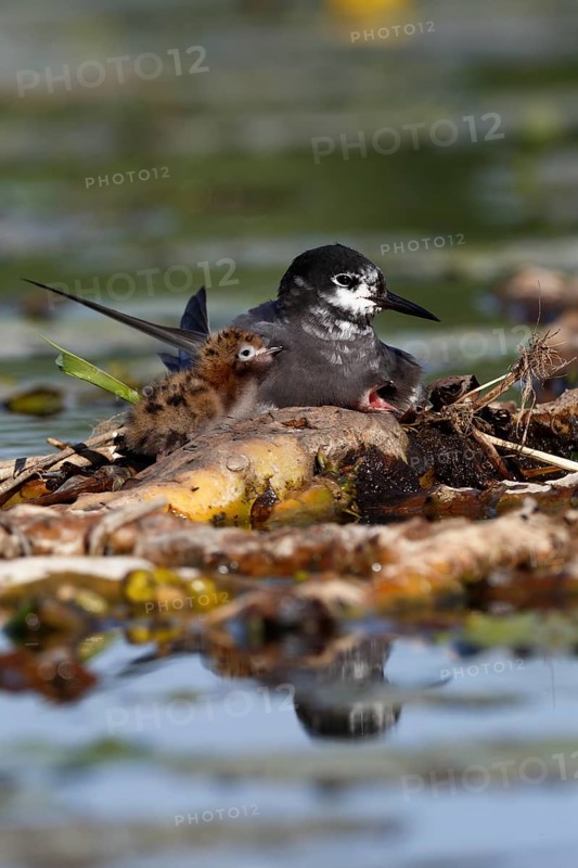 Black Tern
