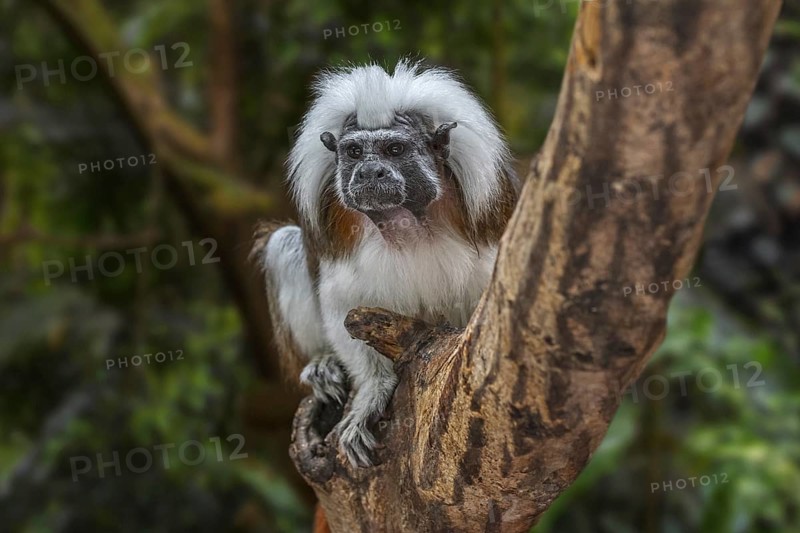 Cotton-top tamarin