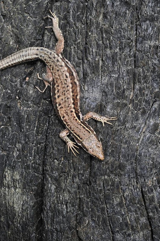 Common wall lizard
