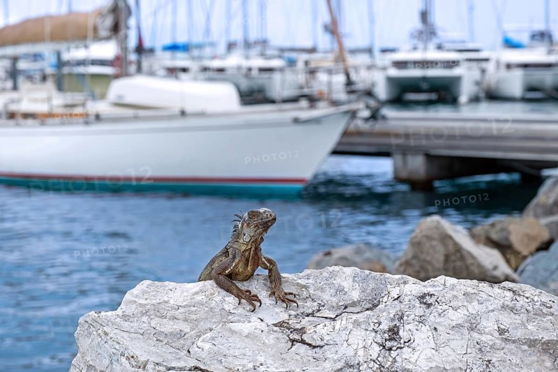 Common green iguana