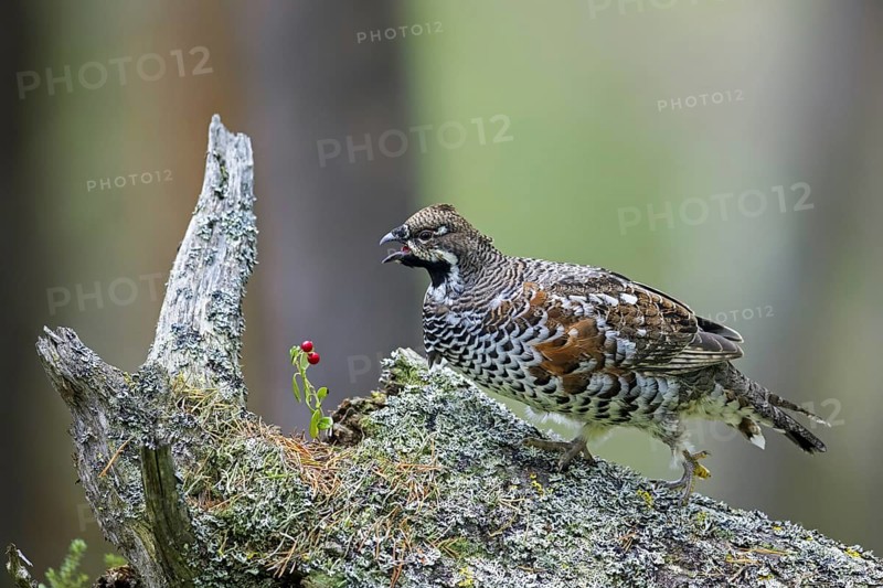 Hazel grouse