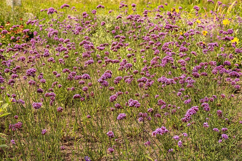 Argentine verbena