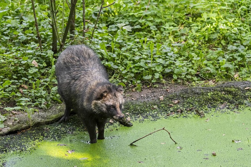 Raccoon dog