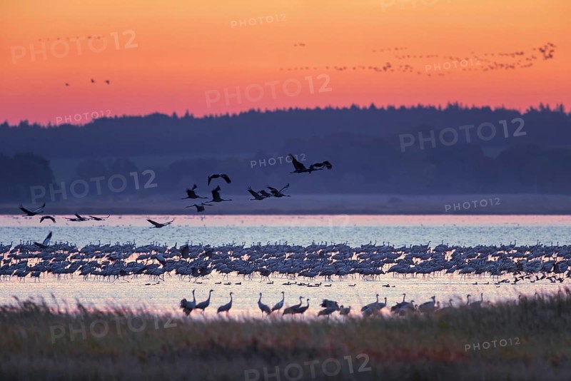 Flock of common cranes