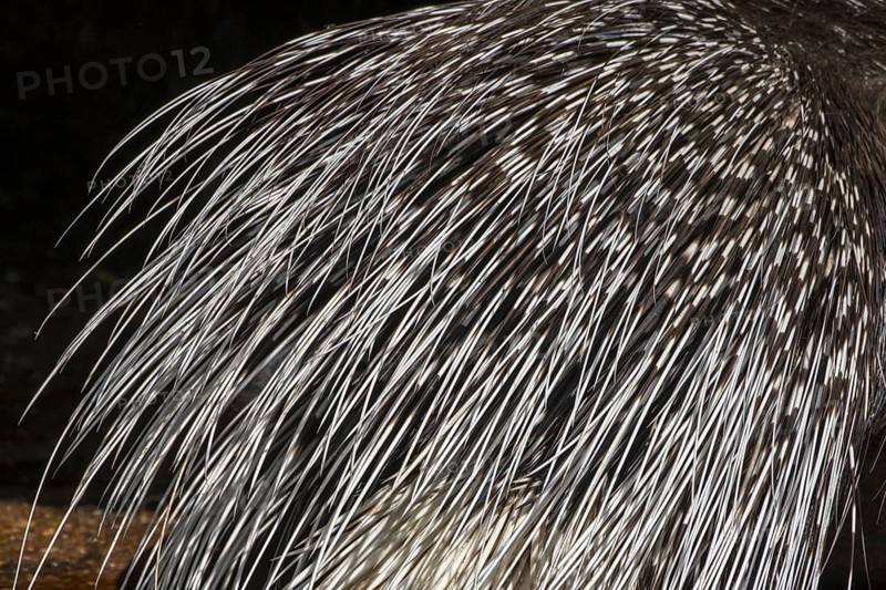 Close-up of rump with multiple layers of keratin