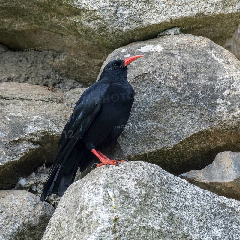 Red-billed chough