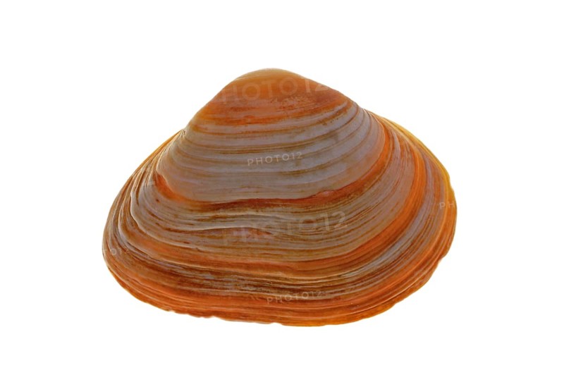 Cut trough shell