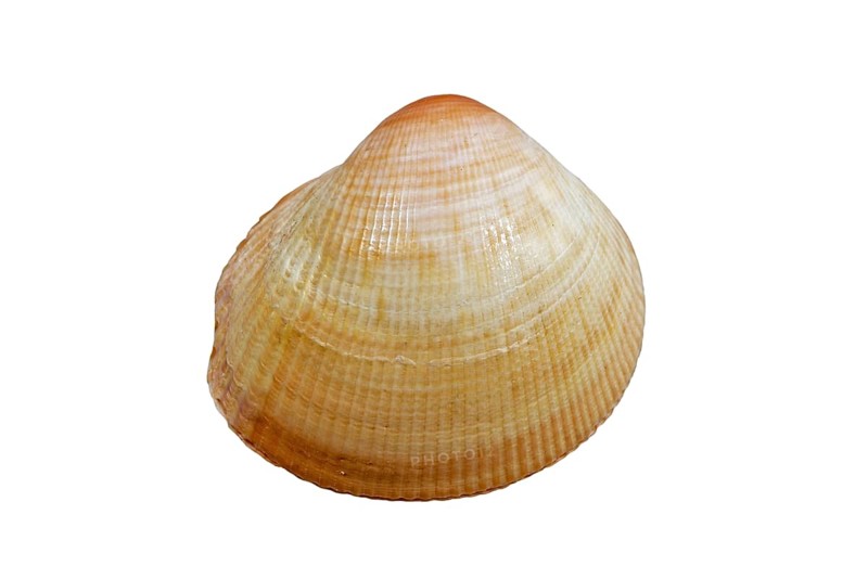 Fulvia boholensis