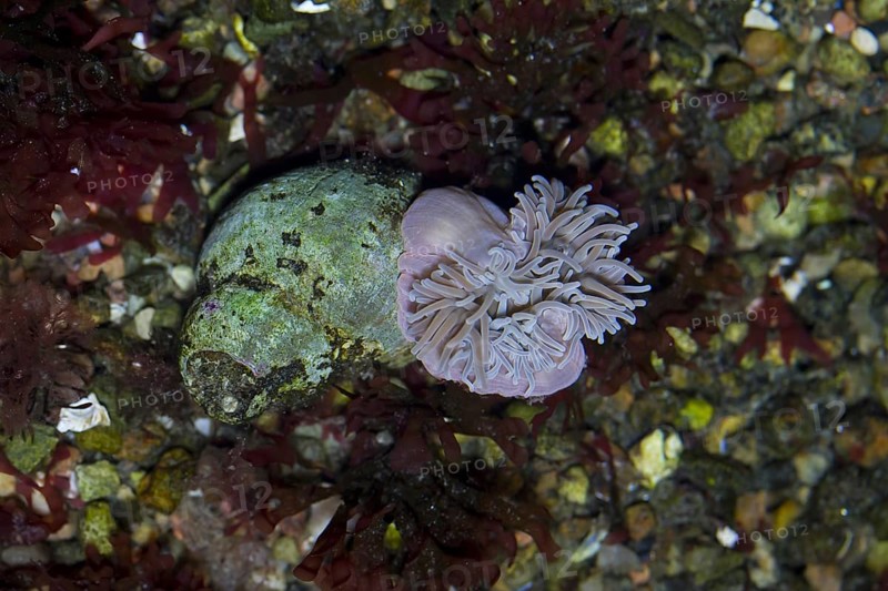Beadlet anemone