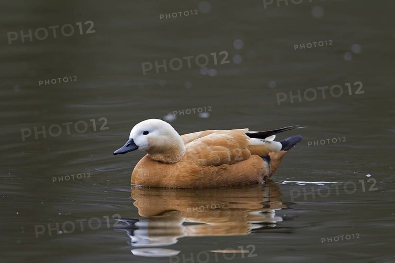 Ruddy shelduck