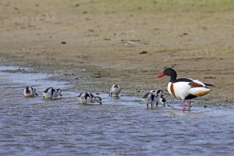 Common shelduck