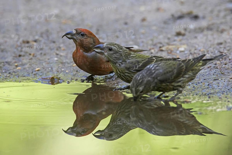 Red crossbill