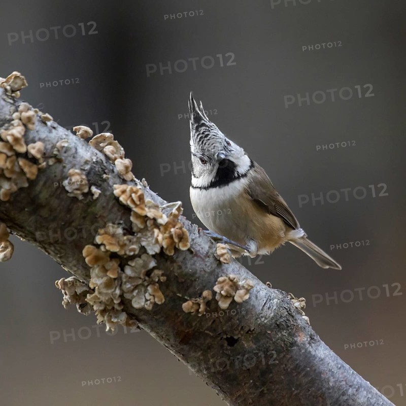 European crested tit