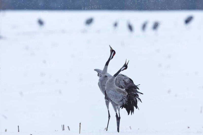 Crane