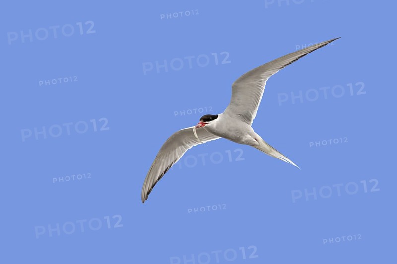 Arctic tern