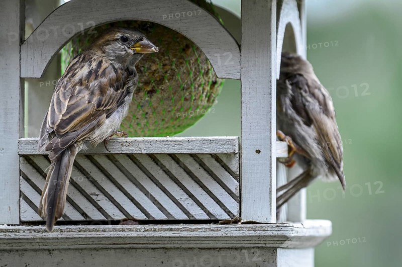 House sparrows