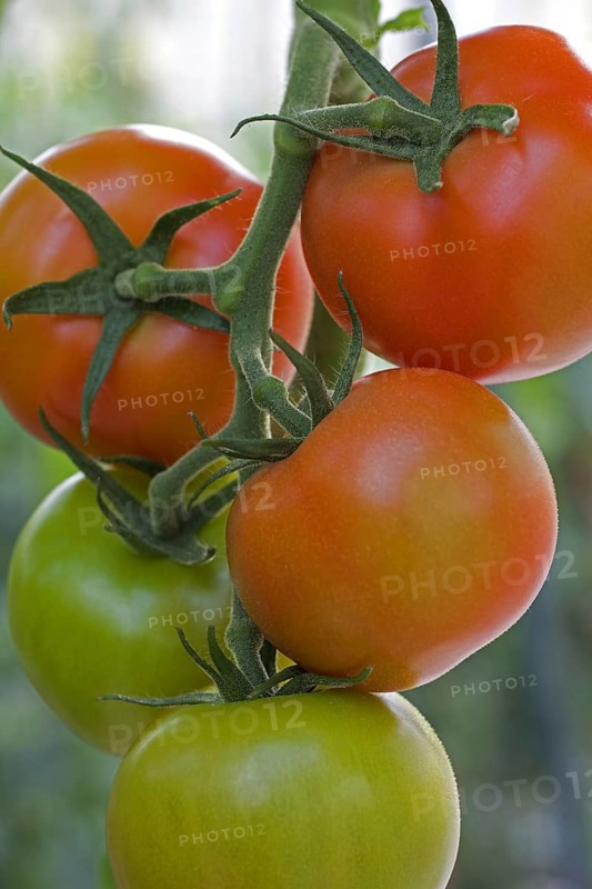 Red tomatoes