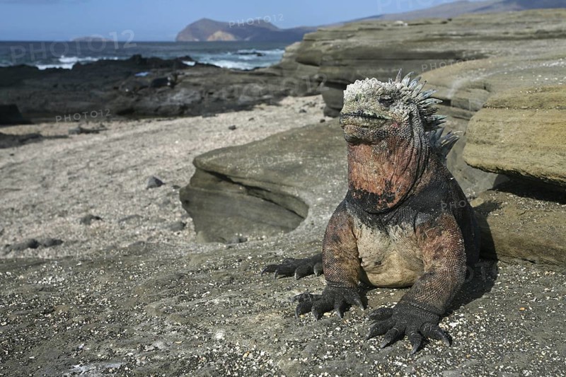 Marine iguana