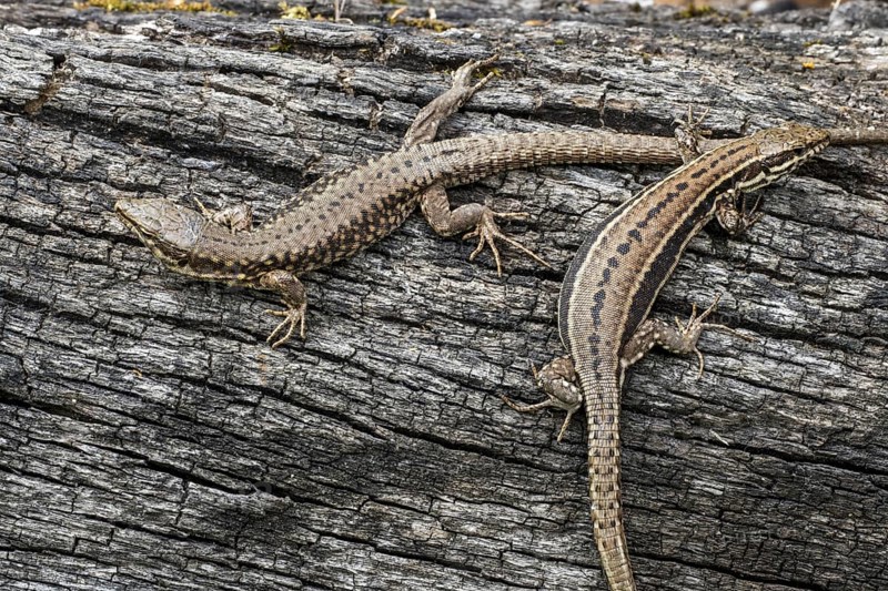 Two common wall lizards