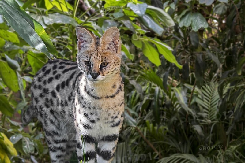 Serval