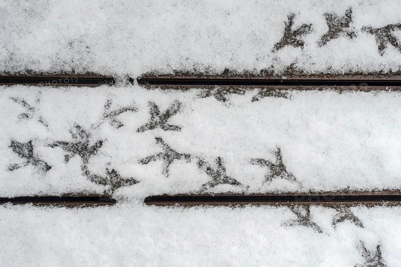 Pigeon footsteps on snow covered terrace in early spring during snowfall