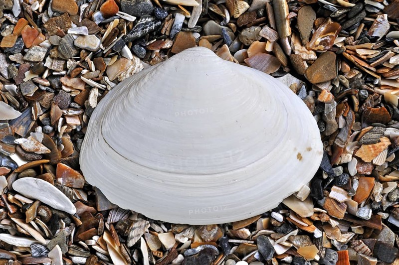 Atlantic surf clam