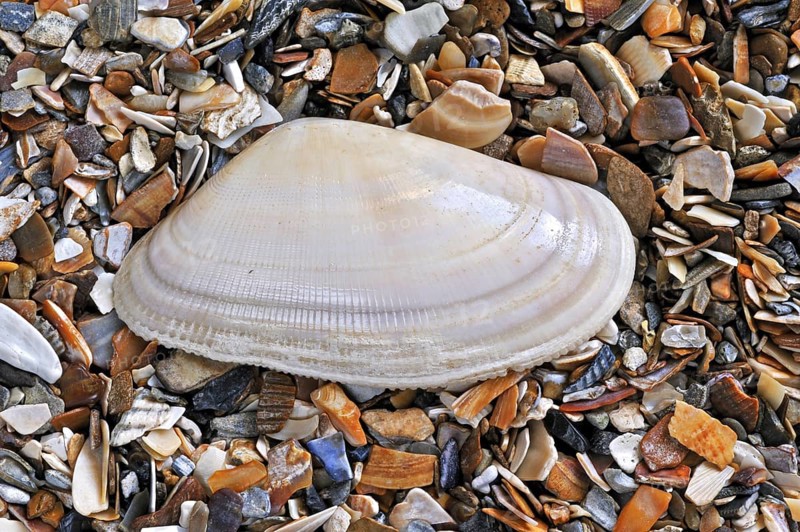 Banded wedge shell