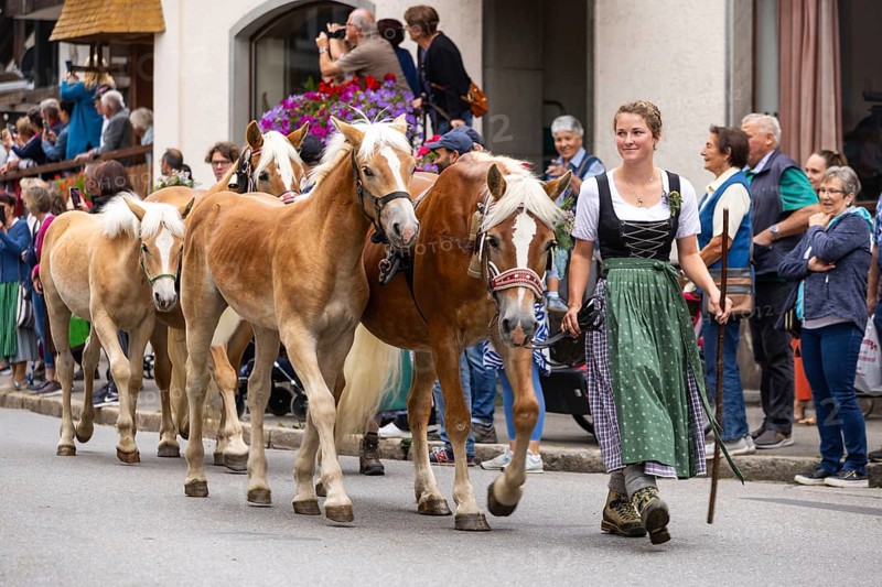 Alpine herdswoman leading group of Haflinger horse