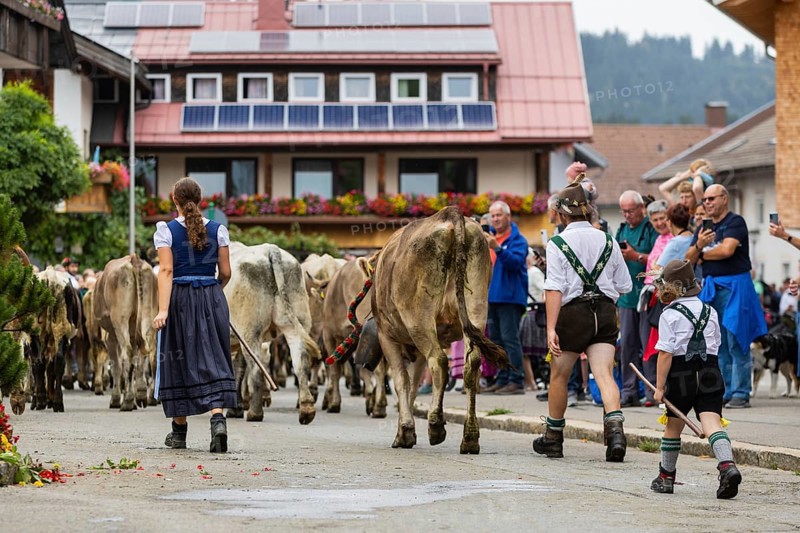 Alpine herdsmen lead herd of cattle through the street