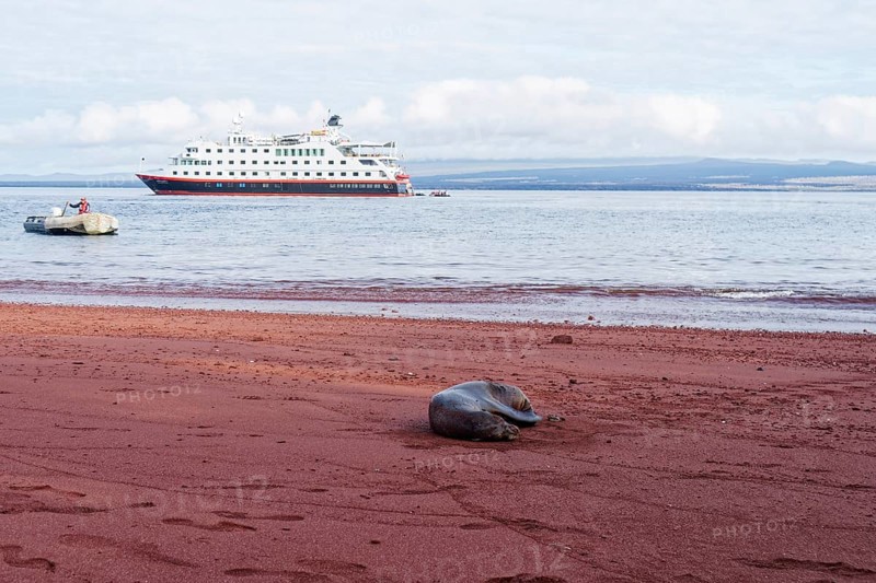 Galapagos sea lion
