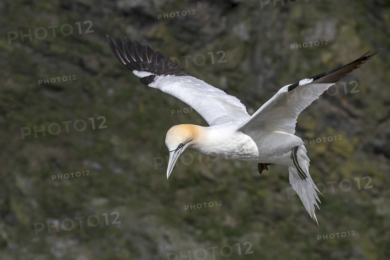 Northern gannet