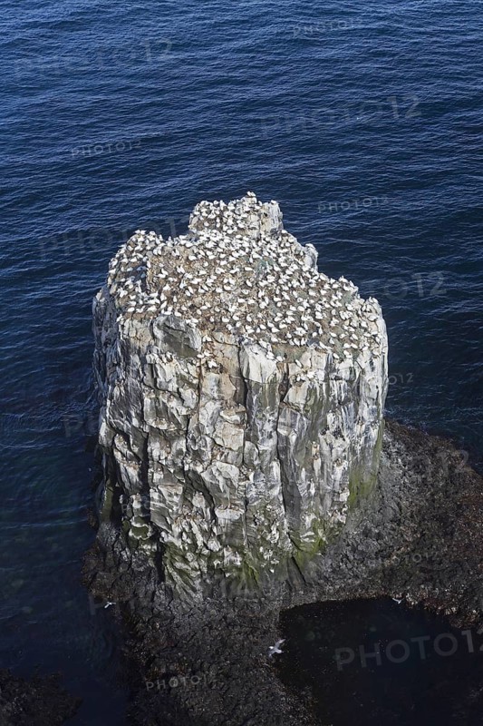 Northern gannets