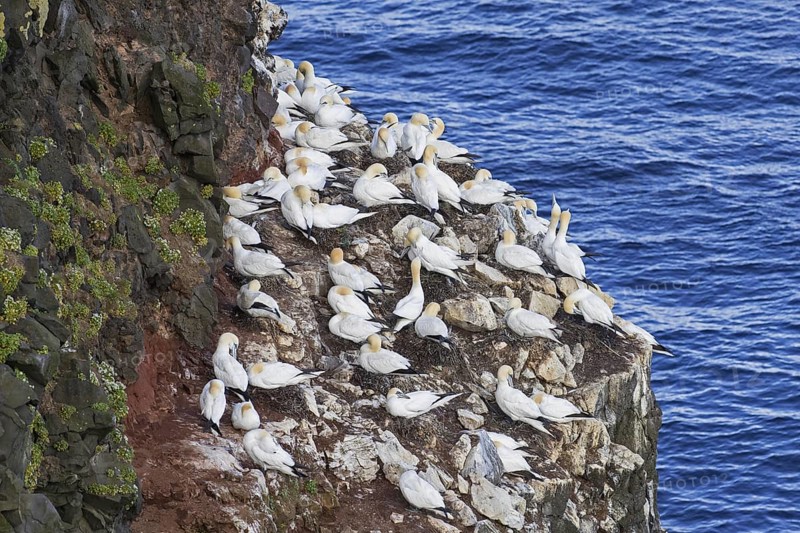 Northern gannets