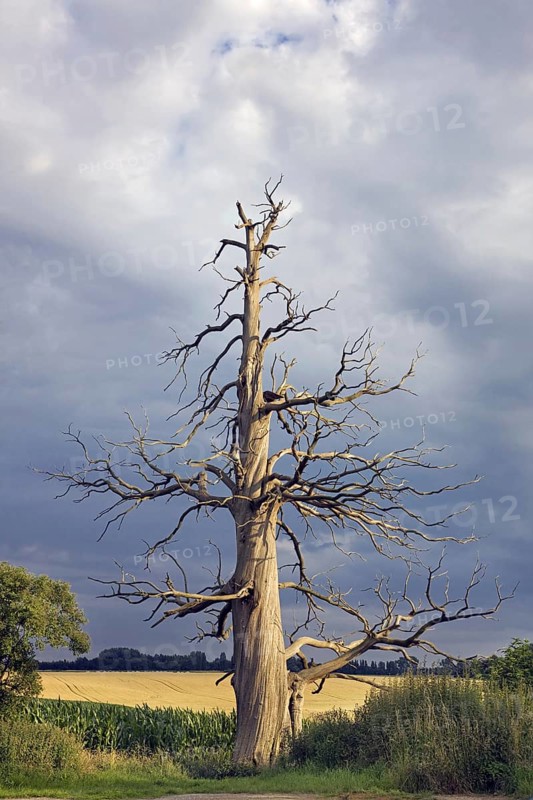 Creepy trunk and branches of dead sweet chestnut
