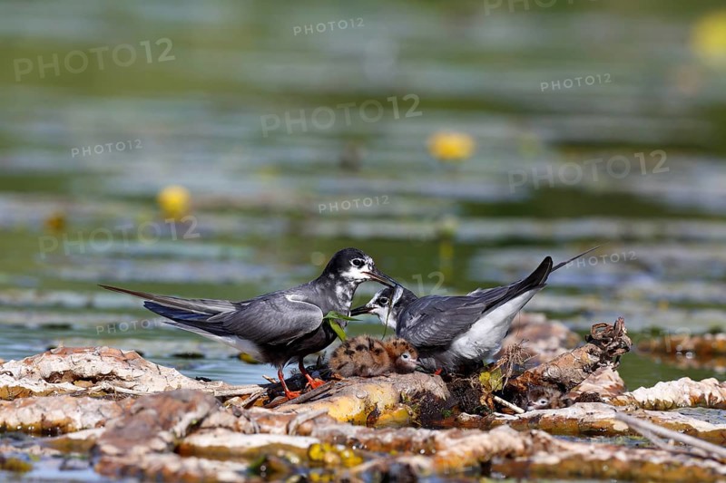 Black Tern