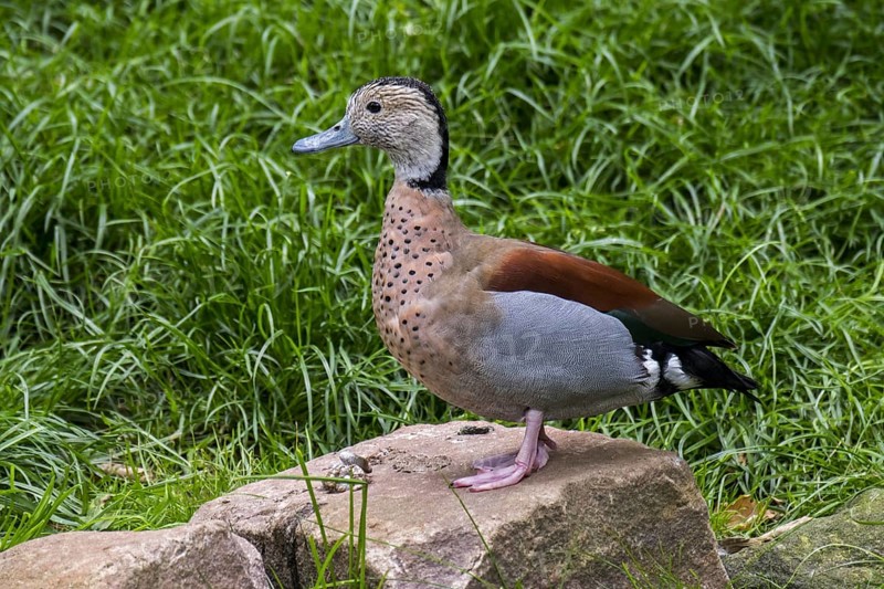 Ringed teal