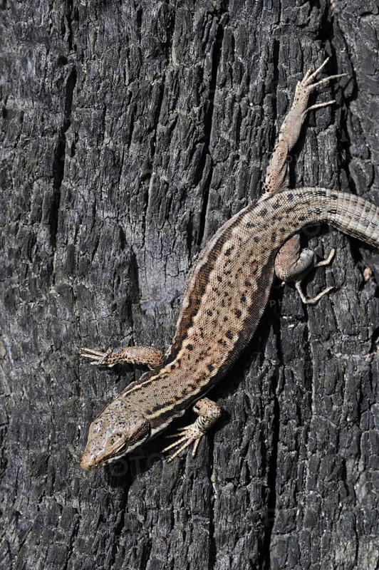 Common wall lizard
