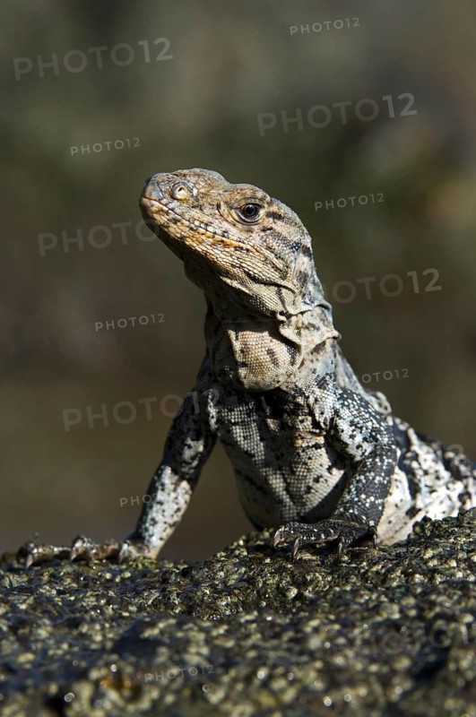 Black spiny-tailed iguana