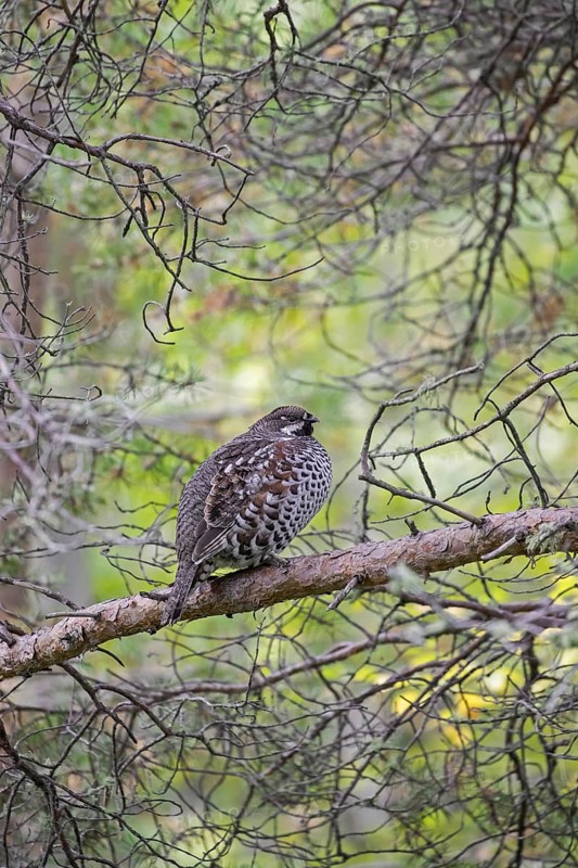 Hazel grouse