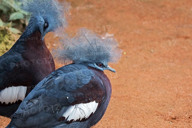 Two Southern crowned pigeons