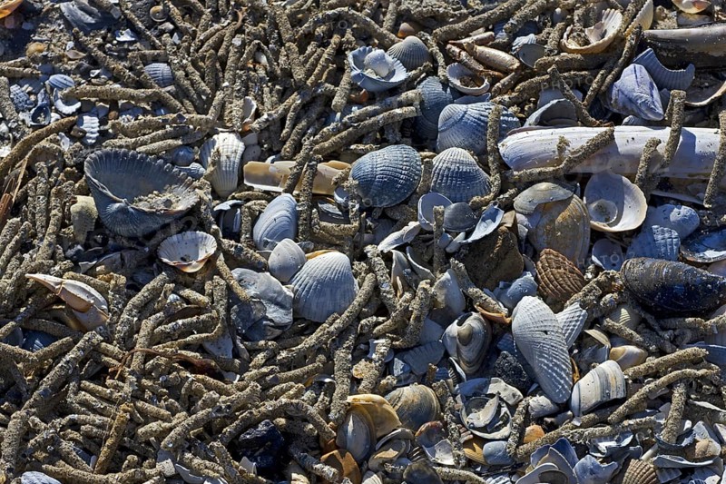 Empty cases of tube worms