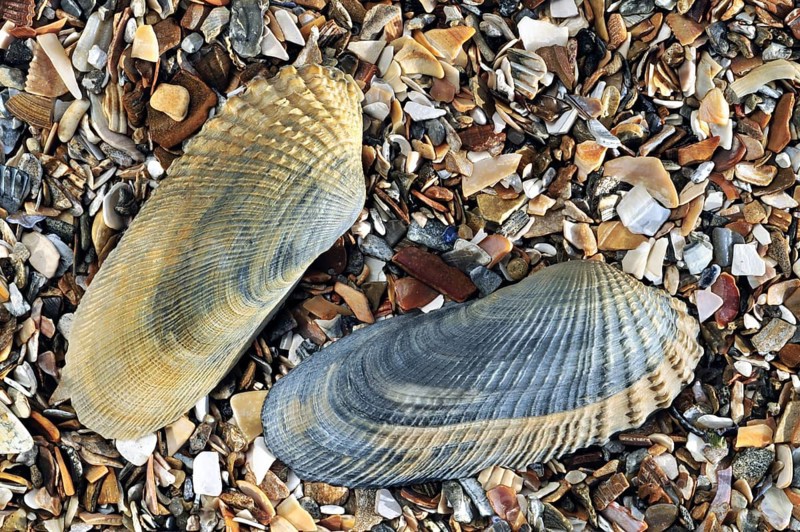 American piddock