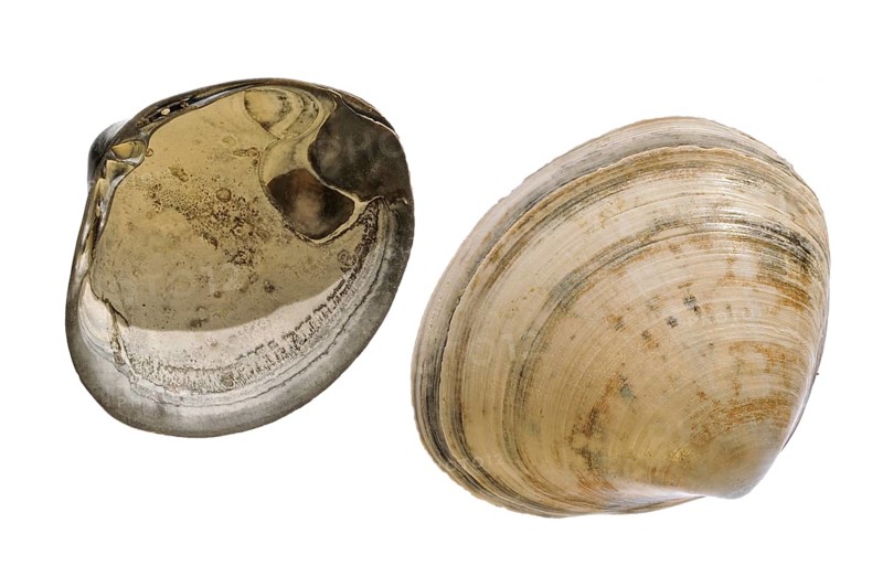 Rayed trough shells