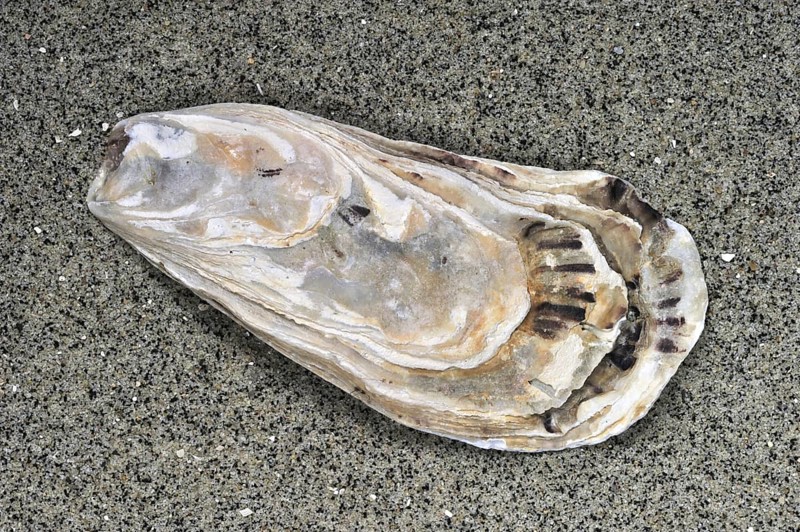 Pacific oyster