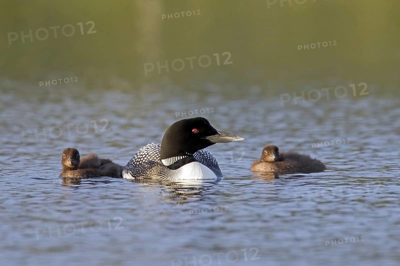 Common loon