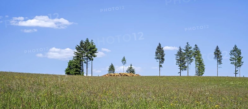 Deforestation showing huge wood pile of tree trunks in coniferous clearcut forest with a few remaining pine trees