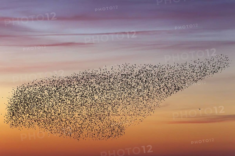 European starling
