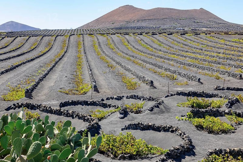 Vine cultivation for volcanic wine on volcanic soil volcanic ash left foreground cacti cactus pear